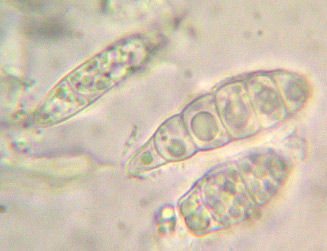 Spores 18-45 x 5-8 m, 3  9 cloisons