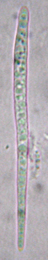 Spores aciculaires, 45-100 x 2-4 m