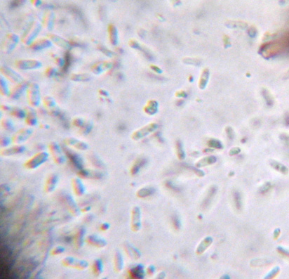 conidies bacilliformes 3-5 x 1-1,5 m