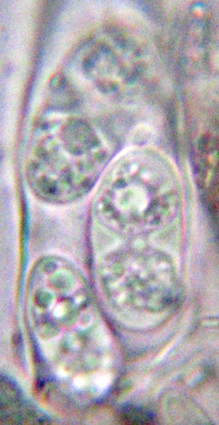 spores polariloculaires, 14-18 x 7-9 m ; septum 2-3 (-5) m