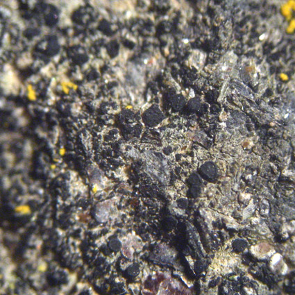 apothcies lcidines noires, 0,2-1 mm de diamtre