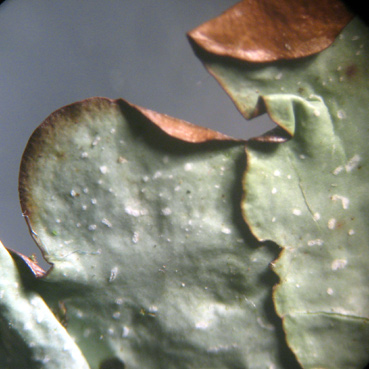 Lobes arrondis, 0,5-2 cm de large, avec pseudocyphelles punctiformes blanches caractristiques.