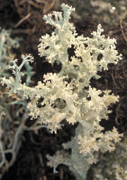 Cladonia portentosa var. spumosa