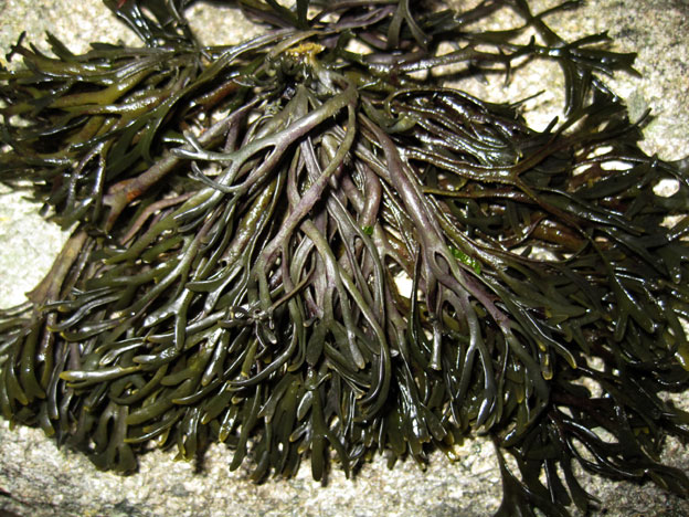 algue marine : Pelvetia canaliculata - Trlvern (Ctes d'Armor)