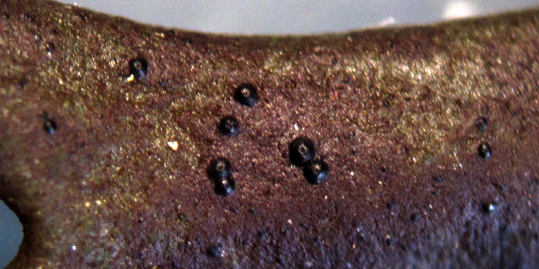 ptithces de Collemopsidium pelvetiae (loupe binoculaire)