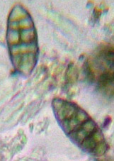 spores, 4 par asque, devenant muriformes et brunes, 25-35 x 10-15 m