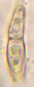 spores 11-20 x 3-7 m, simples devenant cloisonne [1(2)]