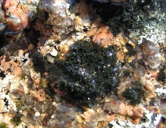 Perros-Guirec (22) - La Clart ; rocher granite avec eau de ruissellement