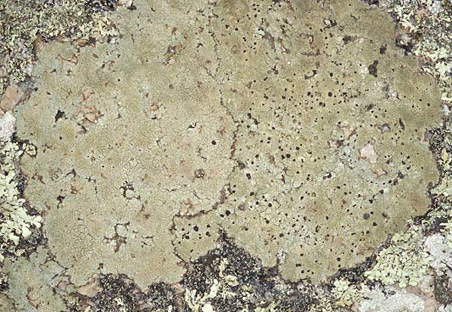 Lanrivain (22) Toul Goulic ; rocher granite
