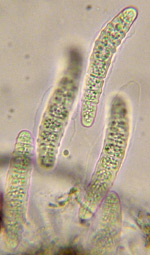 Spores incolores, 30-50 x 6-12 m