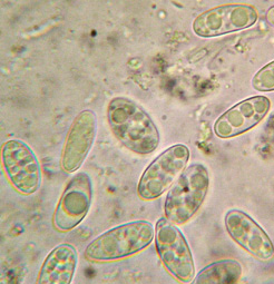 spores simples, incolores, 8-15 x 3-7 m