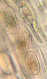spores simples, incolores, 22-29 x 11-16 m