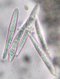 Spores incolores, 3 cloisons, 28-45 x 3-6 m