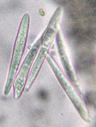 Spores incolores, 3 cloisons, 28-45 x 3-6 m