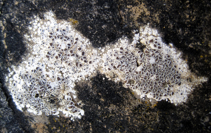 Plougastel-Daoulas - Finistre ; rocher calcaire ad-littoral
