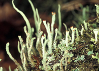 thalle composite de Cladonia