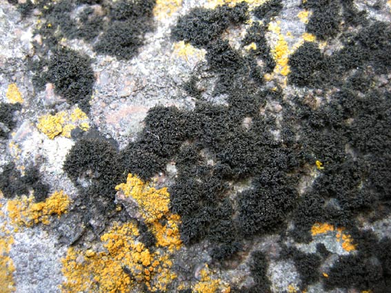Ploubazlanec (22) - Pointe de la Trinit ; rocher niveau hautes mers