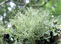 thalle fruticuleux d'Usnea