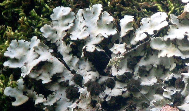 Nombreuses cphalodies bruntres sur les lobes, photo Franois Sit (digiscopie avec longue-vue Swarovski).