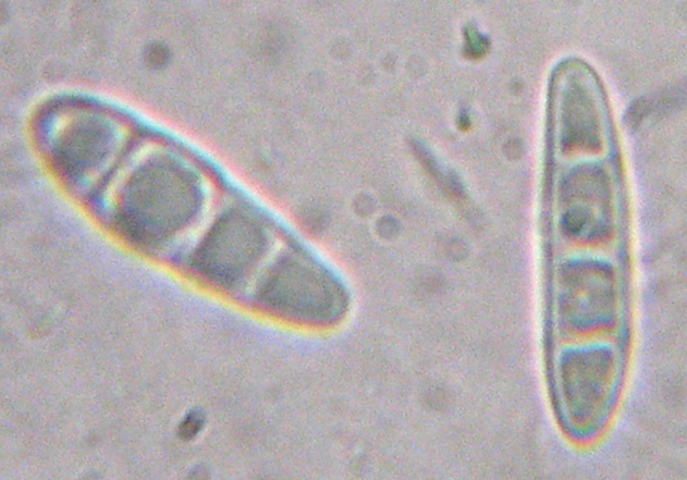 spores  3 cloisons