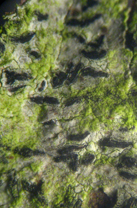 lirelles demi-enfonces dans le thalle ; les parties jaune-vert sont des algues