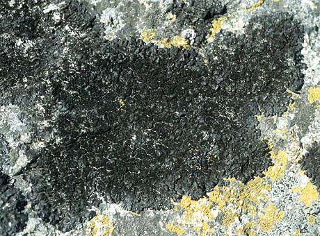 Plougrescant (22) - Ralevy ; rocher en granite