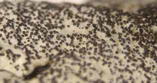 isidies noirtres en granules aplatis, discodes