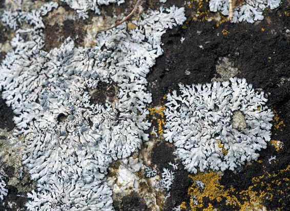 Penvenan (22) - Ile de Femmes ; rocher en granite