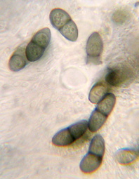 spores brunes, 1 cloison, 15-20 x 8-10 m