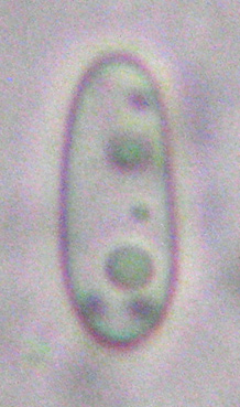 spores simples, 9-13 x 2-4 m