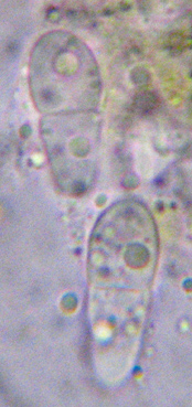 spores  1 cloison, 12-20 x 5-8 m