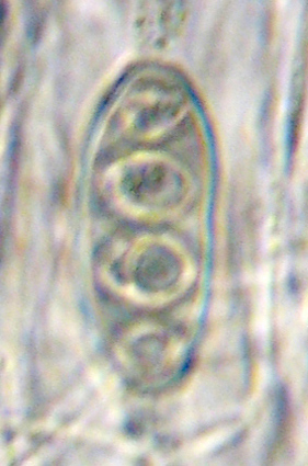 spore  3 cloisons avec locule en losange dans chaque cellule 