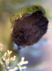 masse de spores brun-noir (mazdium)