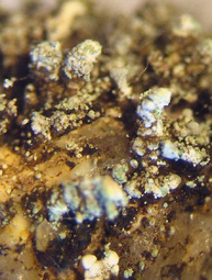 pseudopodtions < 5 mm, et soralies (loupe binoculaire)