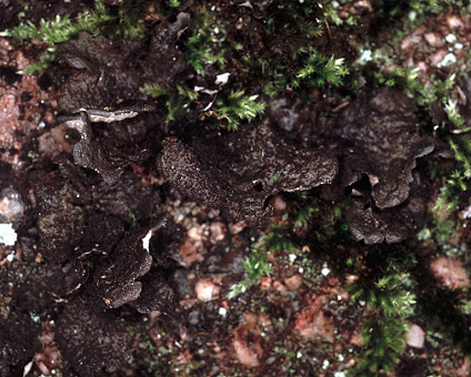 Trgastel (22) - Valle des Grands-Traouiros ; rocher granite moussu