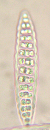 Spores incolores, 30-150 x 10-25 m, par 2-5