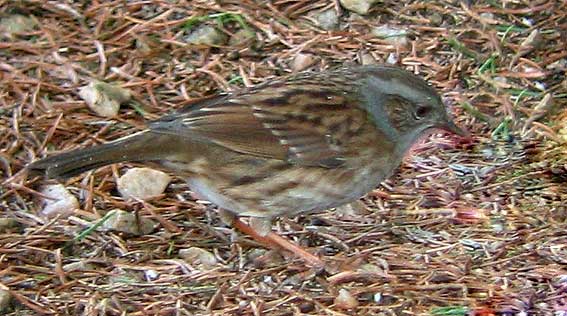 Kergreis, Plougonven (29), fvrier 2006. Photo Franois Sit.