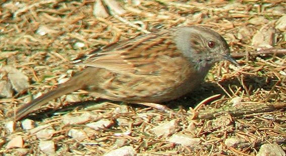 Kergreis, Plougonven (29), fvrier 2006. Photo Franois Sit.