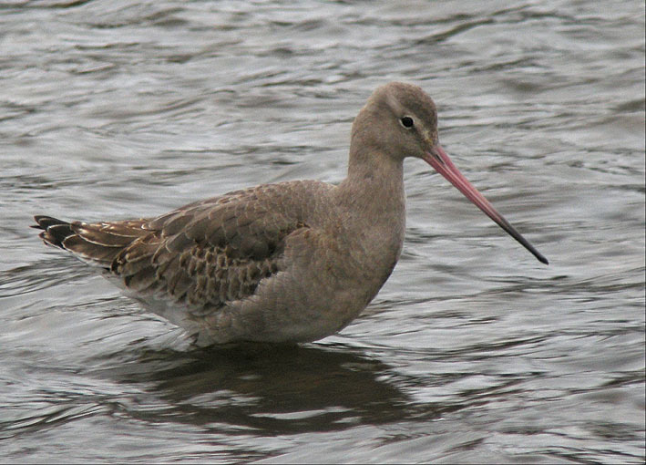 Plumage internuptial, Penz (Finistre), 16 novembre 2008, photo Franois Sit.