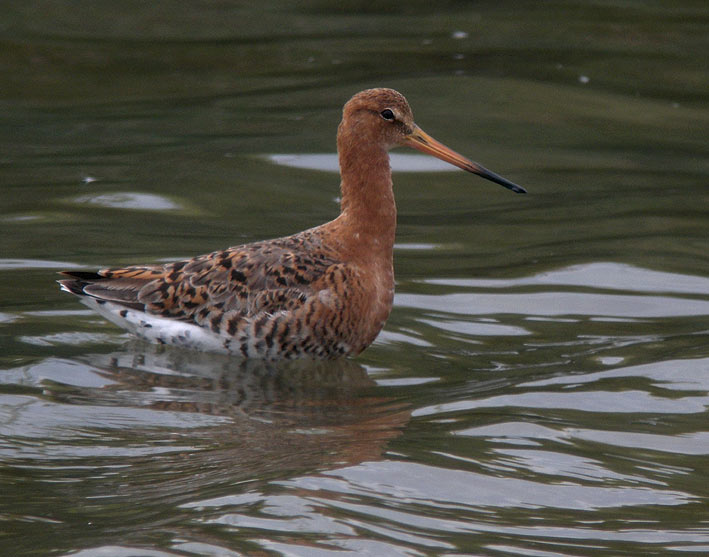 Plumage nuptial, Sn (Morbihan), mai 2010, photo Franois Sit.