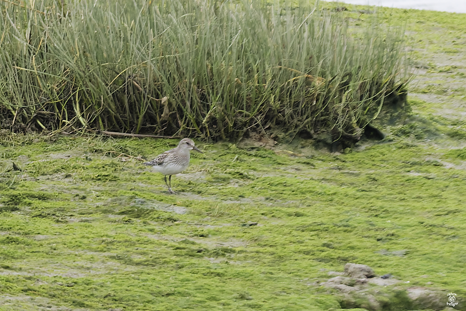B�casseau de Bonaparte juv�nile ; Goulven, Finist�re ; 2 novembre 2024 ; photos : Jean-Michel Lucas.