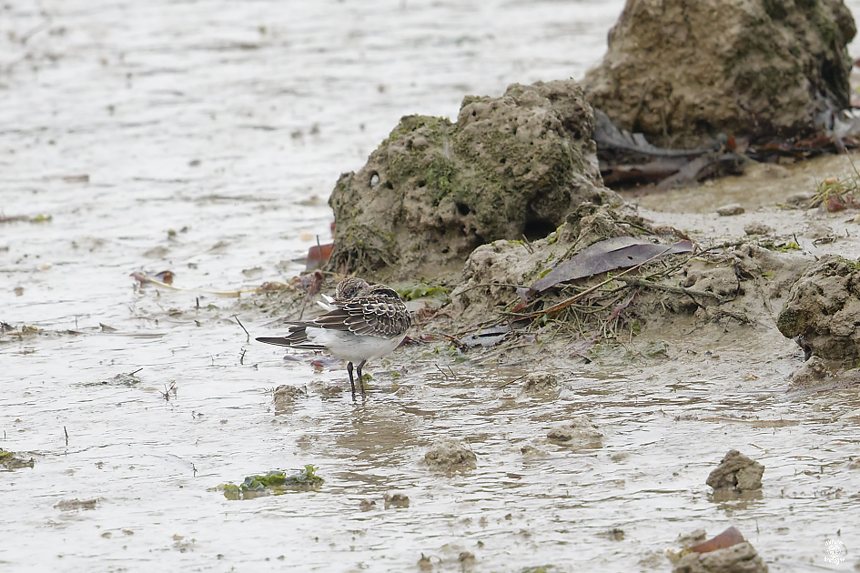 B�casseau de Bonaparte juv�nile ; Goulven, Finist�re ; 2 novembre 2024 ; photos : Jean-Michel Lucas.
