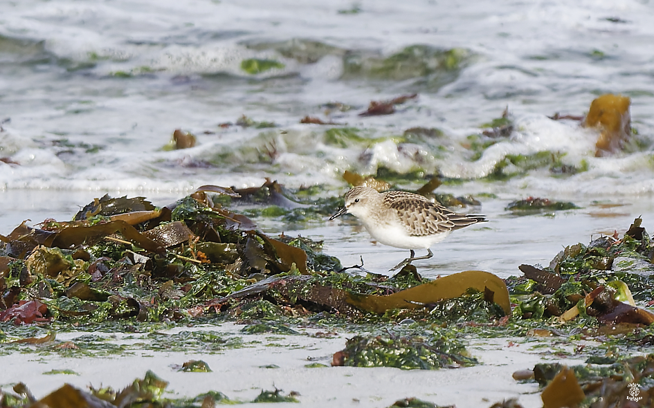 B�casseau � cou roux juv�nile ; Guiss�ny, Finist�re ; 4 octobre 2023 ; photos : Jean-Michel Lucas.