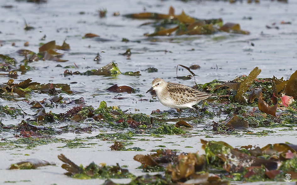 B�casseau � cou roux juv�nile ; Guiss�ny, Finist�re ; 4 octobre 2023 ; photos : Jean-Michel Lucas.