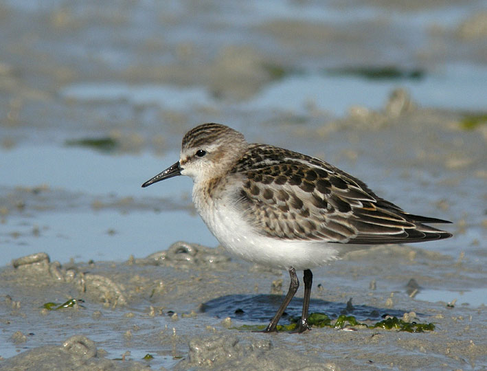 Juvnile, baie de Goulven (Nord Finistre), 19 septembre 2010, photo Franois Sit.