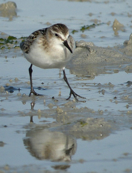 Juvnile, baie de Goulven (Nord Finistre), 19 septembre 2010, photo Franois Sit.