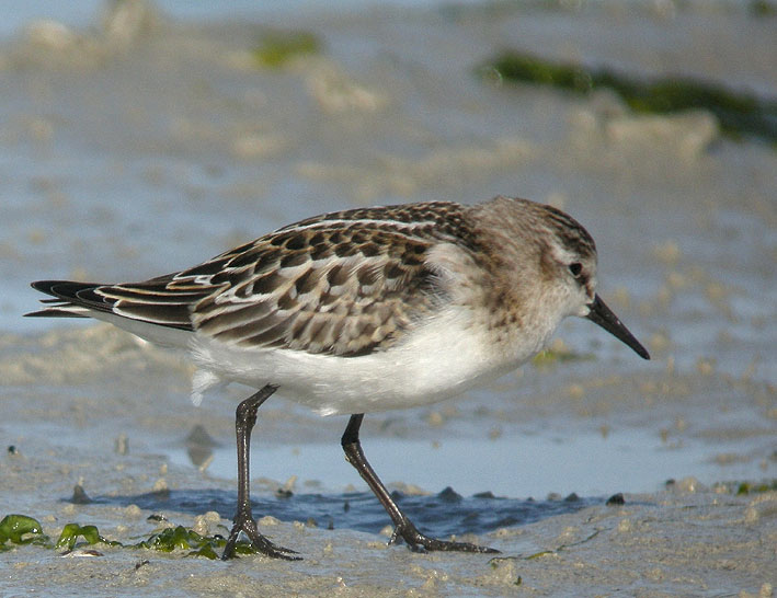 Juvnile, baie de Goulven (Nord Finistre), 19 septembre 2010, photo Franois Sit.