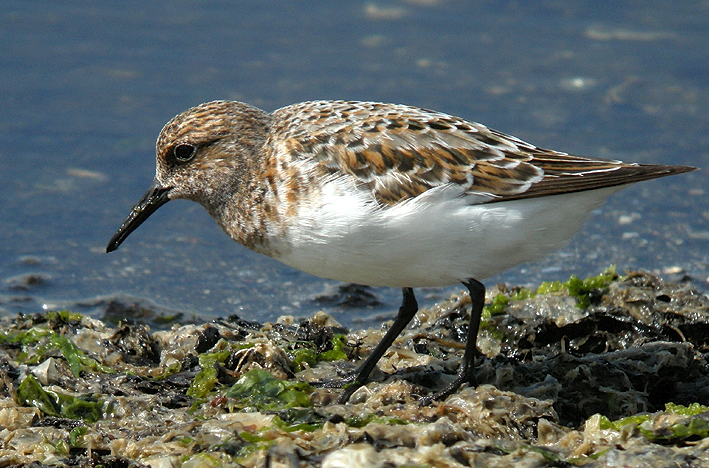 Adulte en plumage nuptial, Penvins (Morbihan), le 7 juin 2017, photo (digiscopie) : Franois Sit.