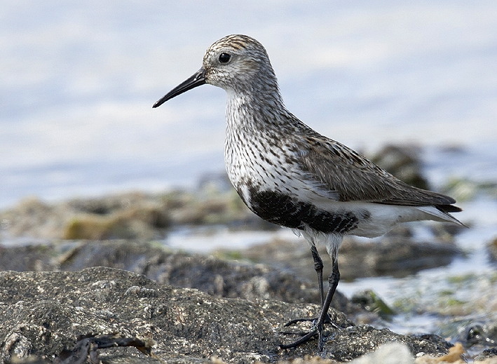 Adulte en plumage nuptial, Penvins (Morbihan), le 7 juin 2017, photo : Jean-Michel Lucas.