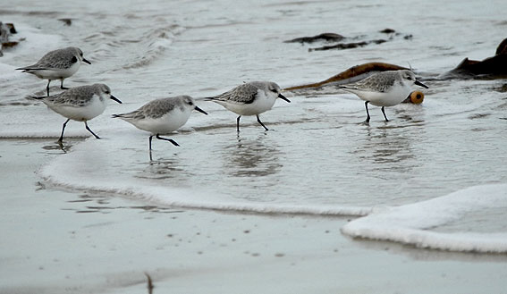 Plage des Sables blancs, Locquirec (29), 15 fvrier 2007, photo Jean-Michel Lucas.